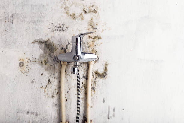 Best Black Mold Remediation in Edmore, MI