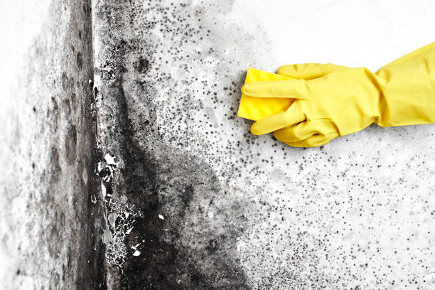 Best Emergency Mold Remediation in Edmore, MI