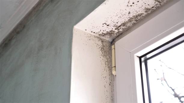 Best Insurance-Related Mold Remediation in Edmore, MI