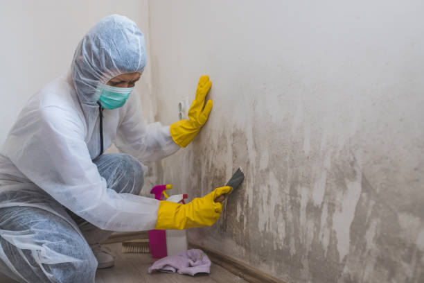 Best Residential Mold Remediation in Edmore, MI