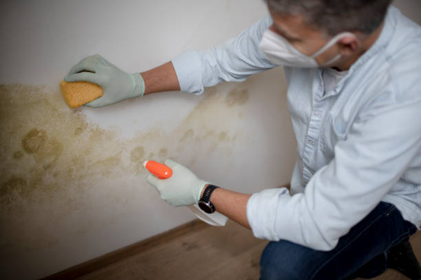Best Commercial Mold Remediation in Edmore, MI