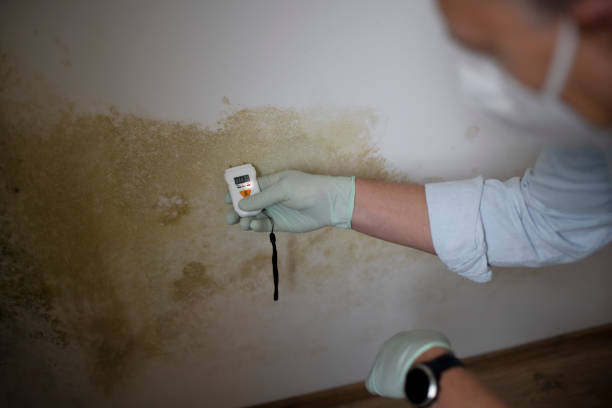 Best HVAC Mold Remediation in Edmore, MI