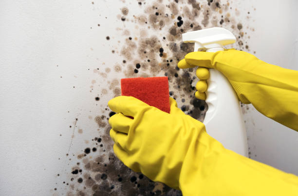 Best Industrial Mold Remediation in Edmore, MI
