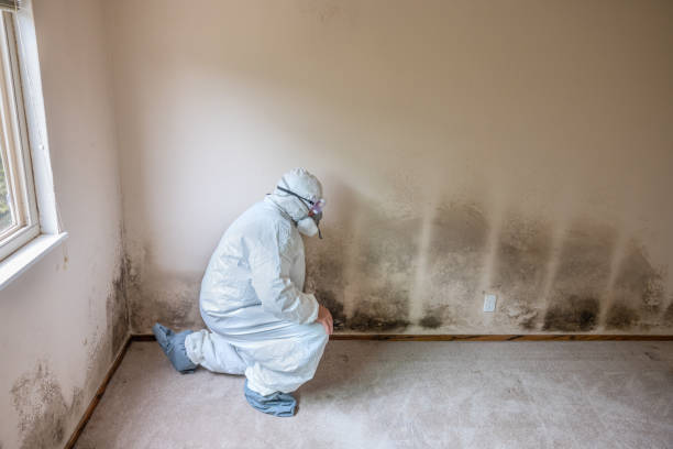Best Commercial Mold Remediation in Edmore, MI