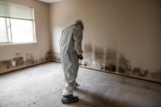 Best Crawl Space Mold Remediation in Edmore, MI