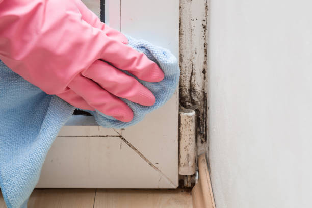 Best Insurance-Related Mold Remediation in Edmore, MI