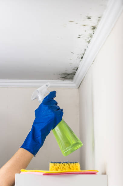 Best Basement Mold Remediation in Edmore, MI